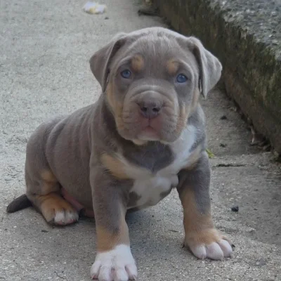 Aslan - American Bully