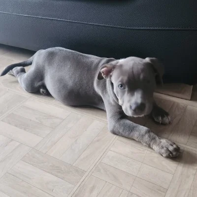 EARL de Lochy Athéna - American Bully
