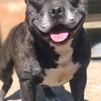 Adés - Staffordshire Bull Terrier