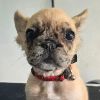 Diamantine de la Famille Dog Étoilée  - Bouledogue français