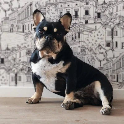 Les Boulis de Crestot Aribo - Bouledogue français