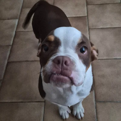 Lagertha - American Bully