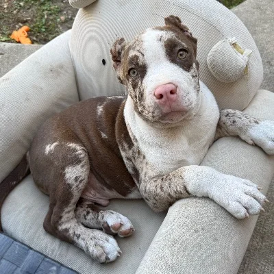 Légion Bully 54 Bandit - American Bully