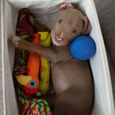 Phoenix Bully's Kennel Bipsy  - American Bully