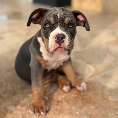 TK Bully'z Gucci - American Bully