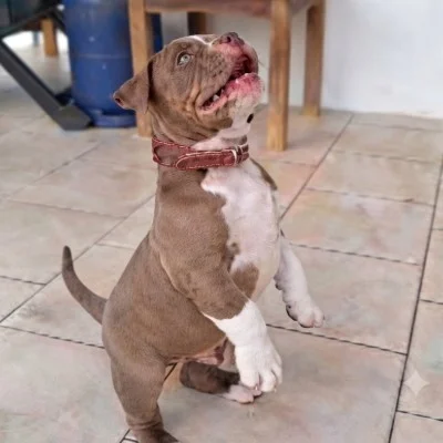 Thanos  - American Bully