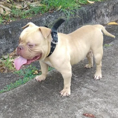 Junior - American Bully