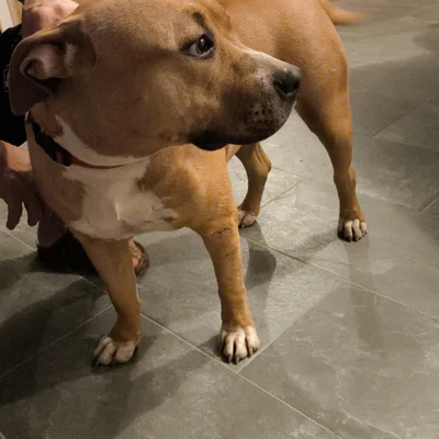 Ahmosis  - American Bully