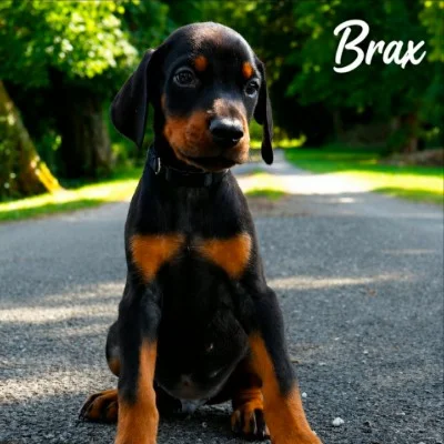 Phoenix Bully's Kennel Brax - Doberman