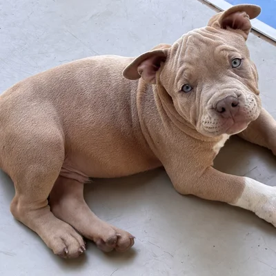Baloo - American Bully