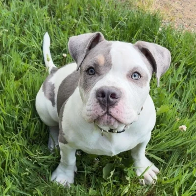 Kelvinbullylove Bianca - American Bully