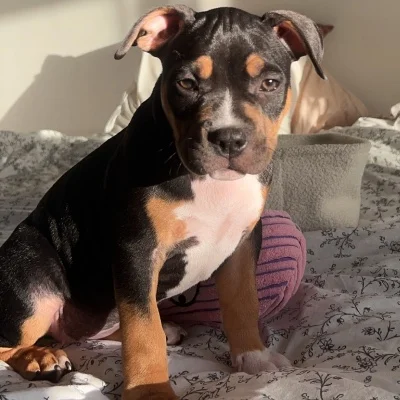 Naya Of Jumbanaya - American Bully