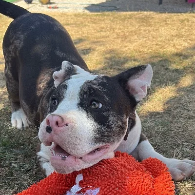 Tango de la Villa du Paradis  - American Bully