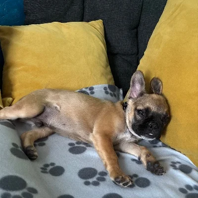 Élevage de la Famille Dog Étoilée Banzaï - Bouledogue français