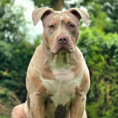 LM2Z Ruby - American Bully