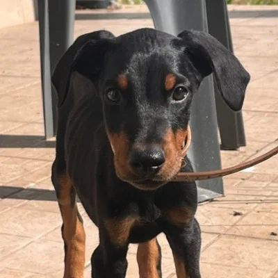 Phoenix Bully's Kennel Apollon - Doberman