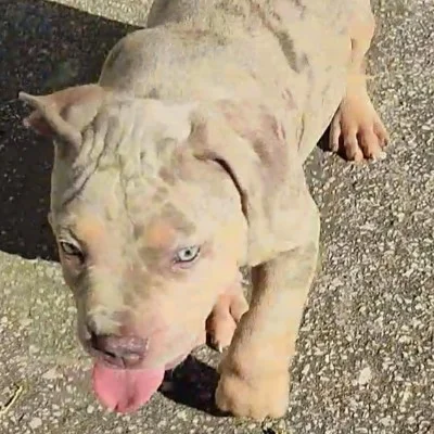 Sinaï - American Bully