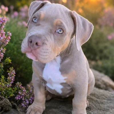 TK Bully'z Baloo - American Bully
