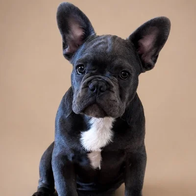 Alma Love Boris - Bouledogue français