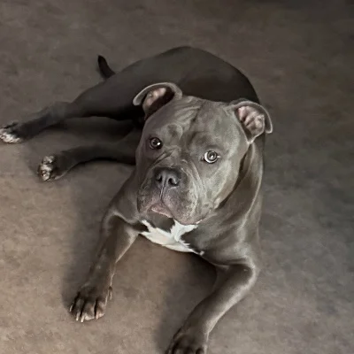 Les Gardiens de Lucifer Lova  - American Bully