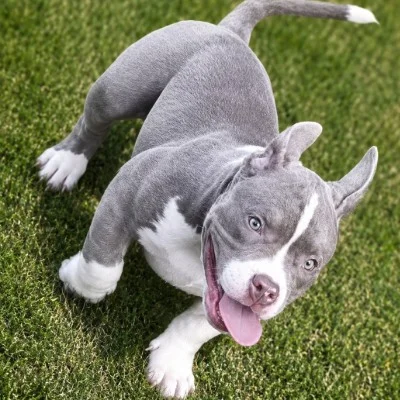 Bombaa Bully’s Ahsoka - American Bully