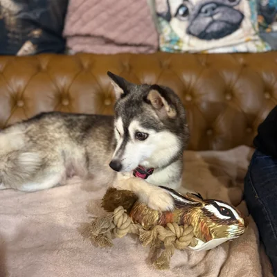 Dikkens Naomi (F3) - Pomsky