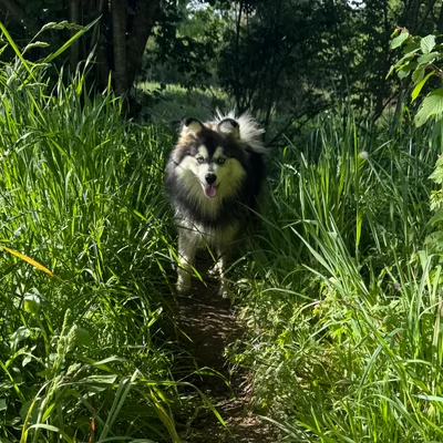 Arthur  - Pomsky
