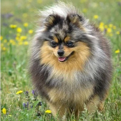 Kora des Petits Loustics - Spitz