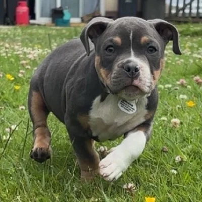 Noemie Bully Line Eros - American Bully