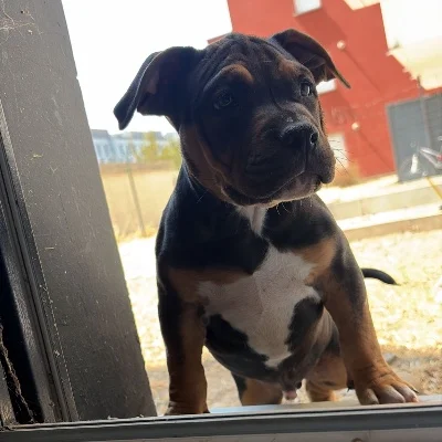 Bonda - American Bully