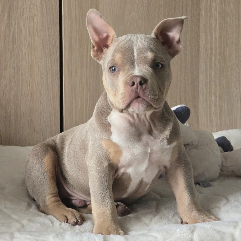 D.H.A Kennel Rocky - American Bully
