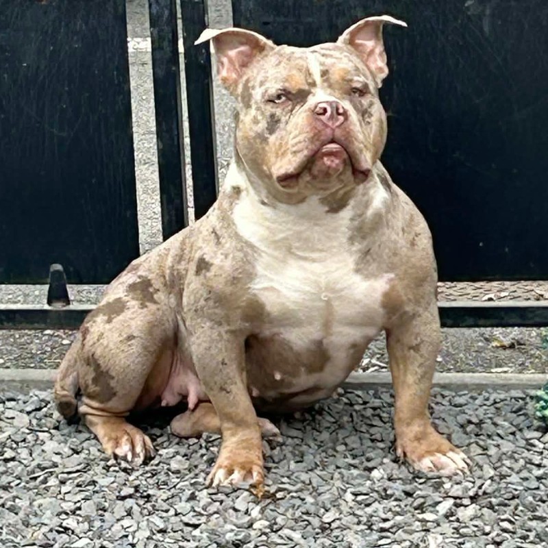 Bombaabully's Bounty - American Bully