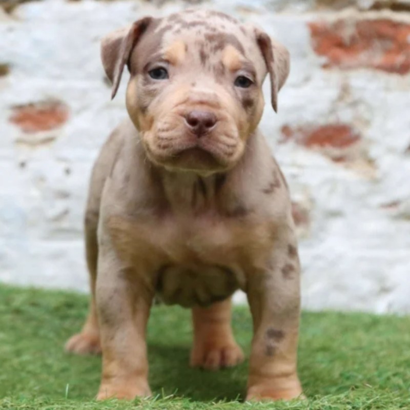 Akuma Gouki - American Bully