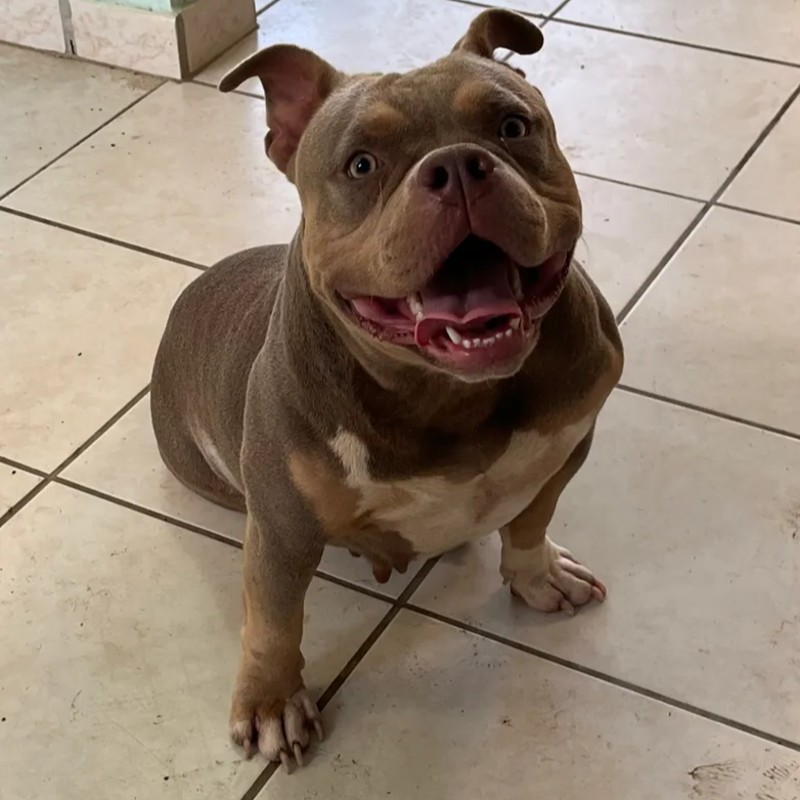Vaïna  - American Bully