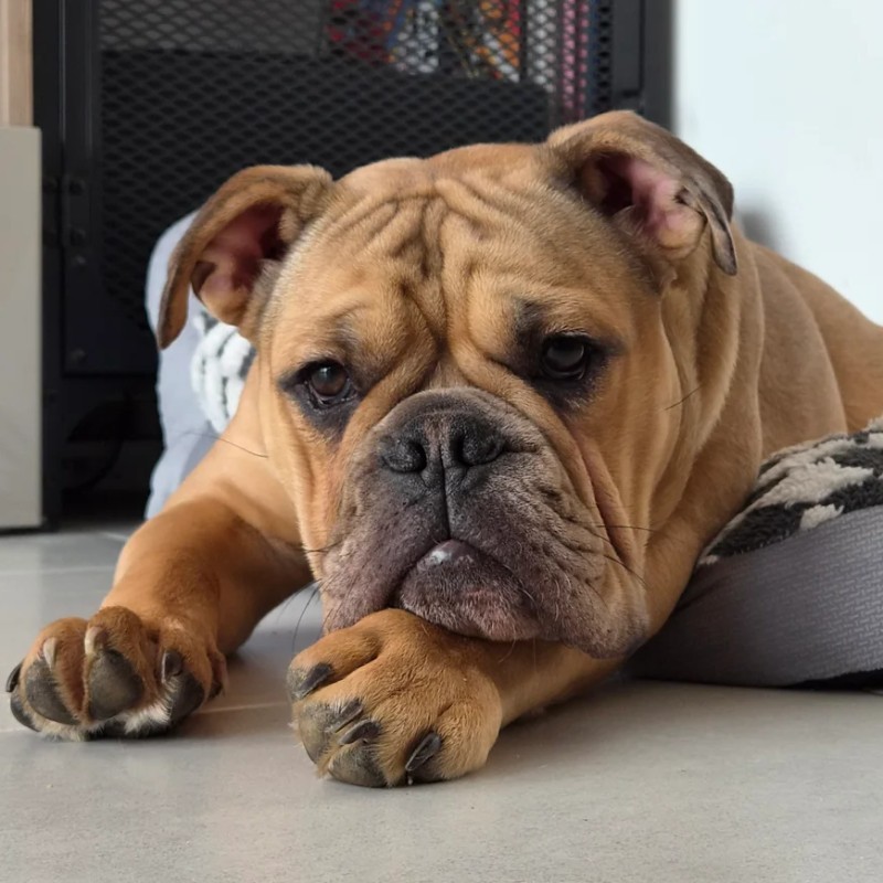 Albert Des Hydres des Mares - Continental Bulldog