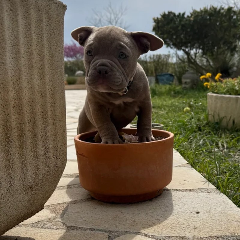 Bonnie **PET HOME** - American Bully