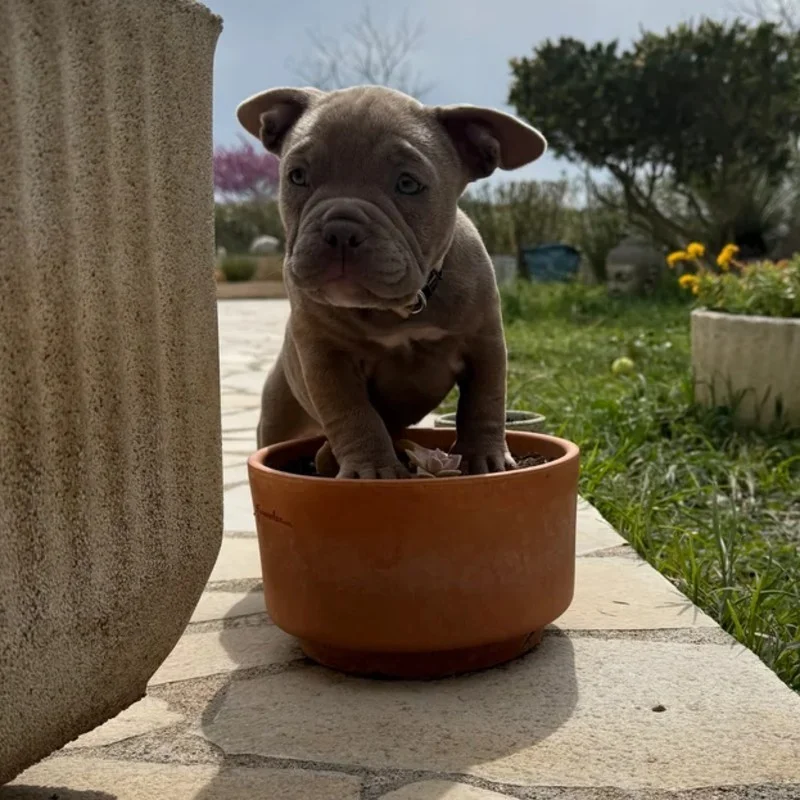 Bonnie **PET HOME** - American Bully