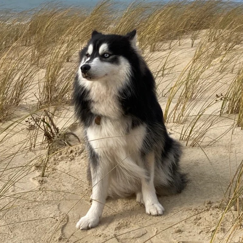 Avalon de la Vallée des Pépites (F2) - Pomsky