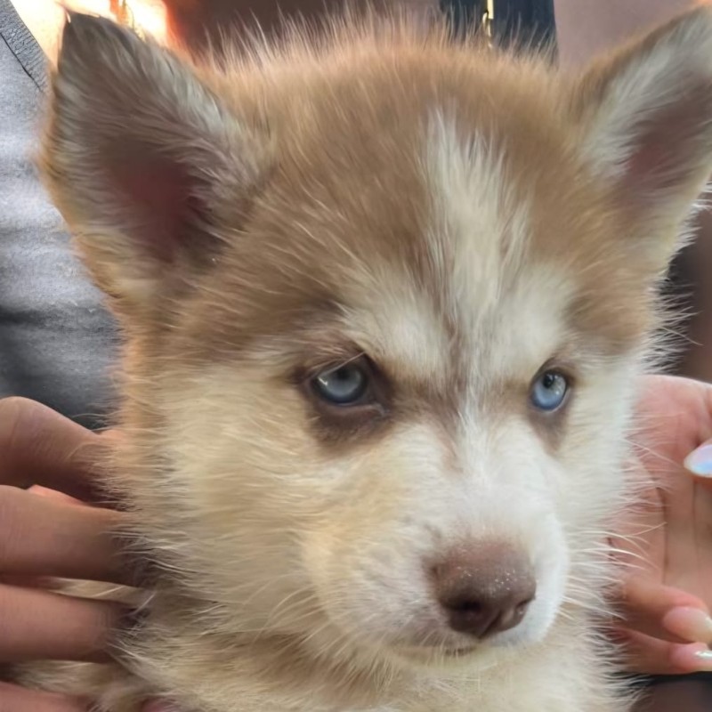 Koda (F4 - Fluffy) - Pomsky