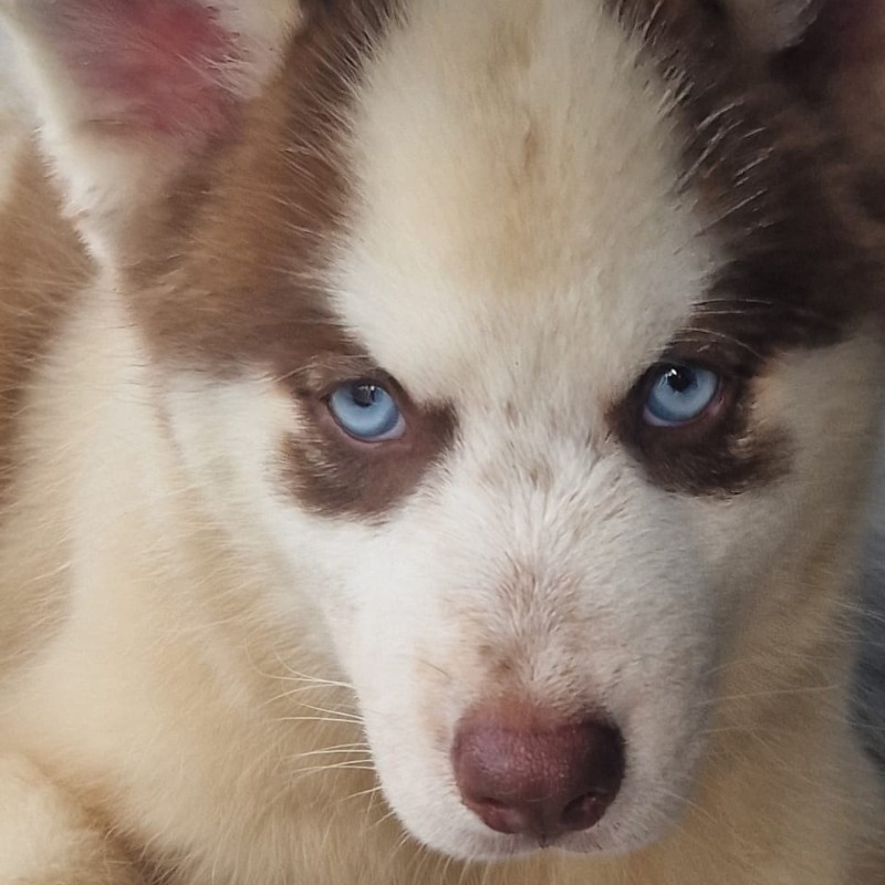 Snoopi (F4) - Pomsky