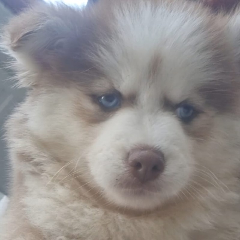 Bloo Lagoon's Borah Queen (F4 - Fluffy) - Pomsky