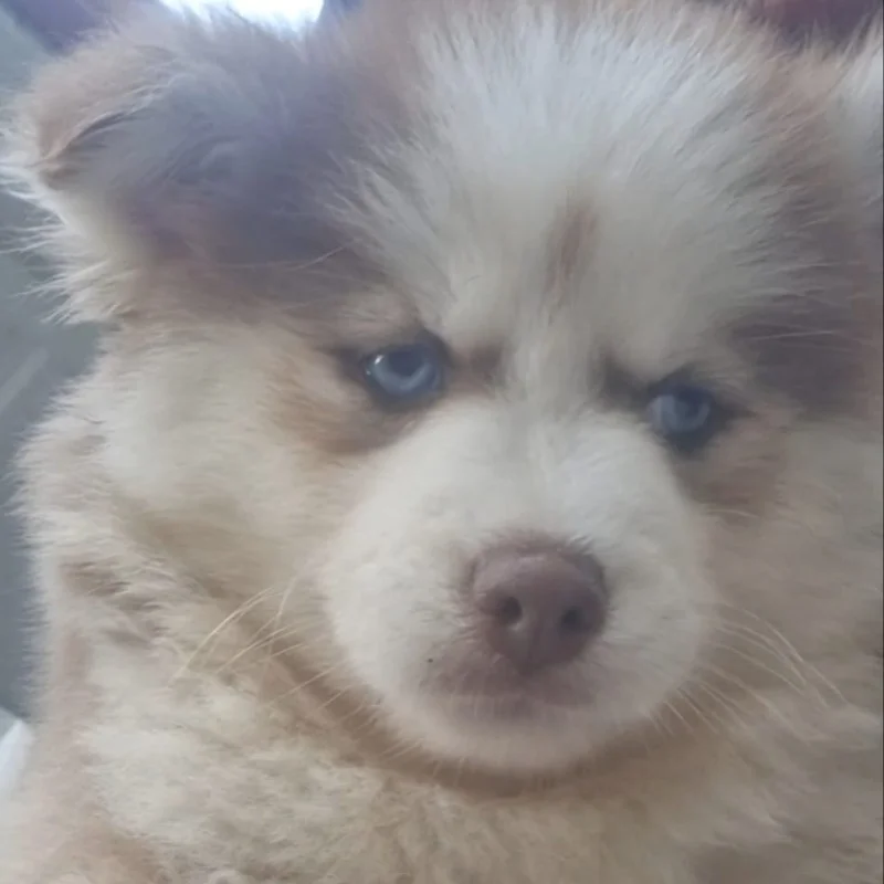 Bloo Lagoon's Borah Queen (F4 - Fluffy) - Pomsky