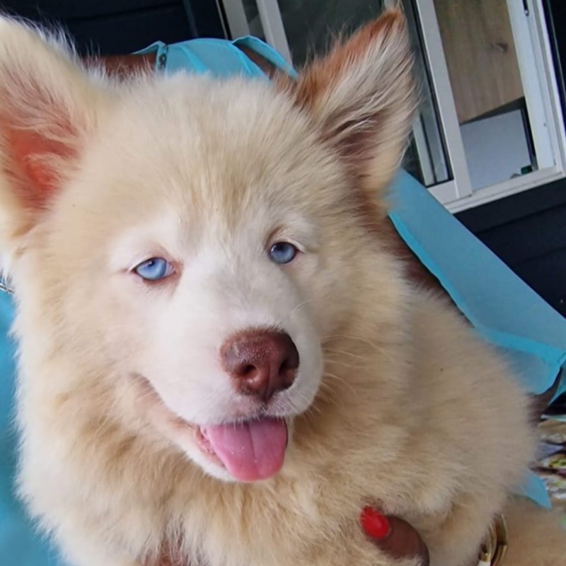 Bonie (F4 - Fluffy Whooly) - Pomsky