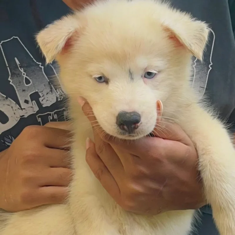 Mei-Mei (F4 - Fluffy) - Pomsky