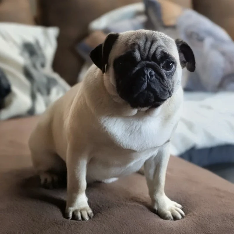 Adèle du Domaine d'Iris - Carlin