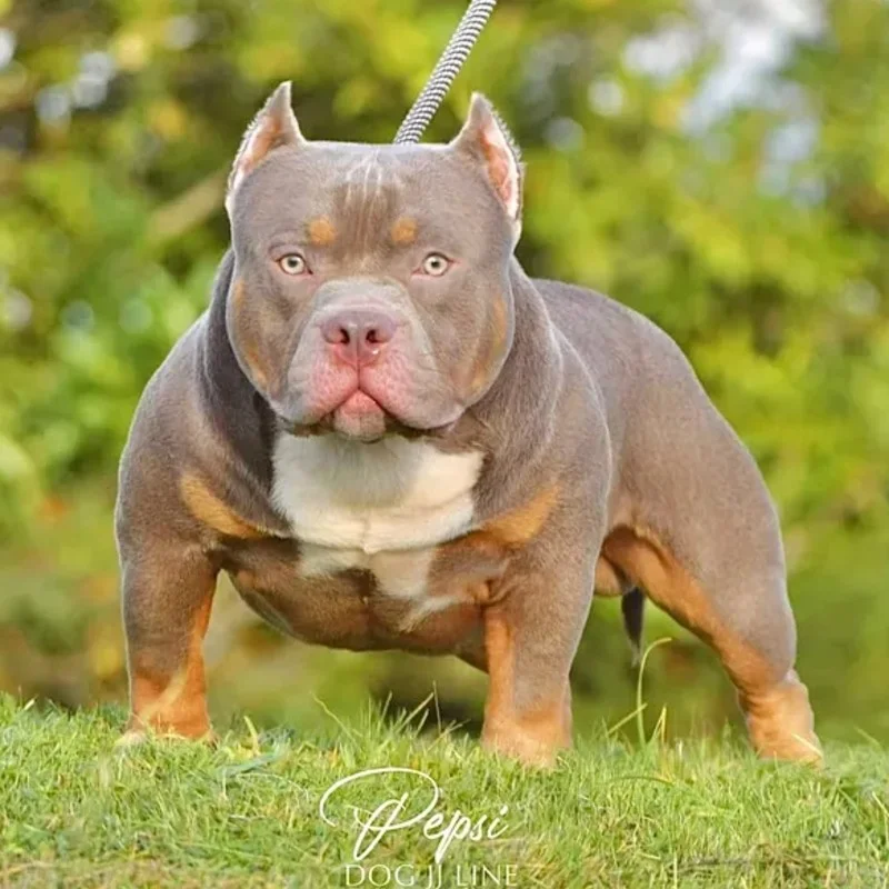 Pepsi Dogjjline - American Bully