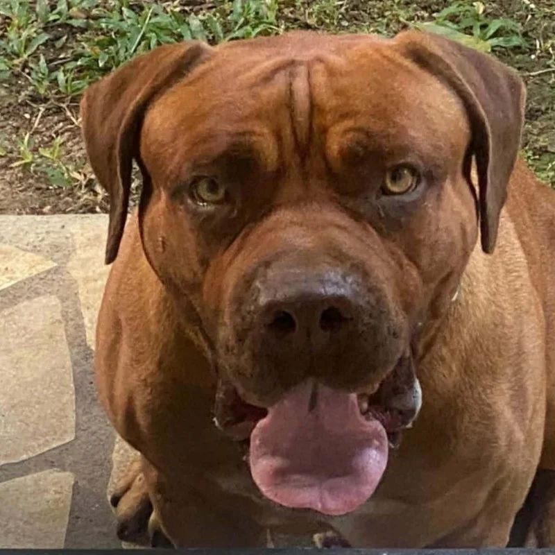 Quality Bully Origin Urion - American Bully