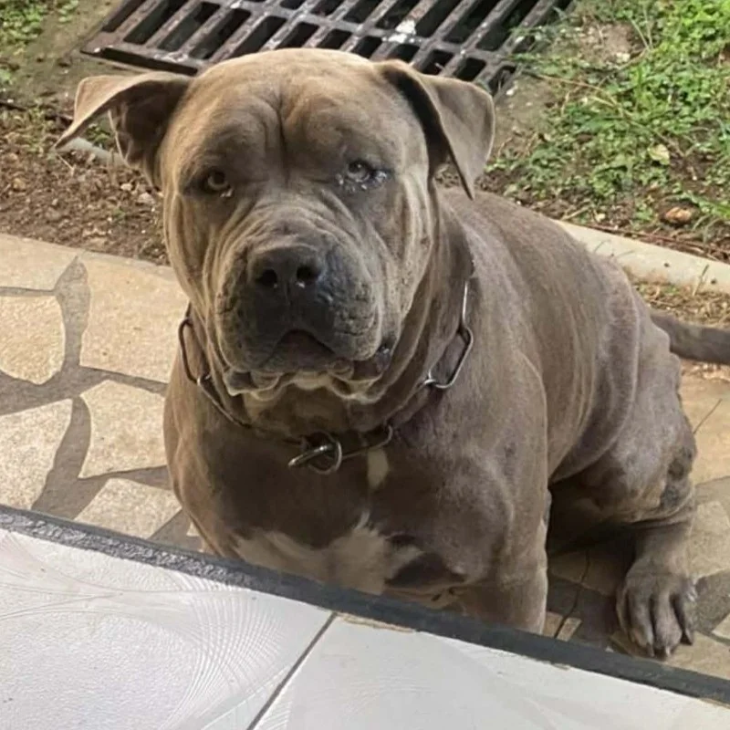 Quality Bully Origin Dolmen - American Bully