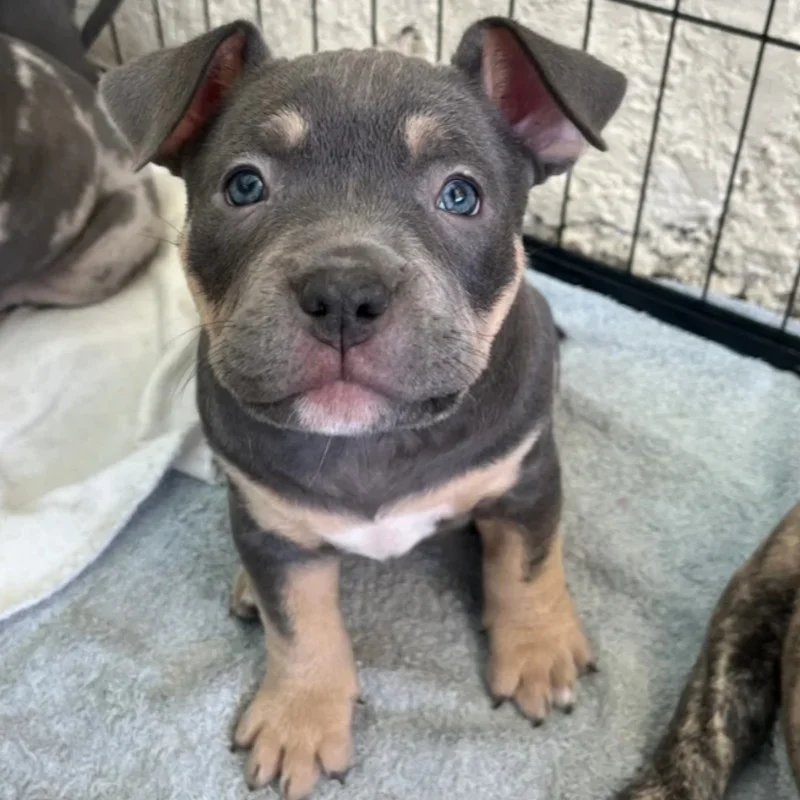 Bounty  - American Bully