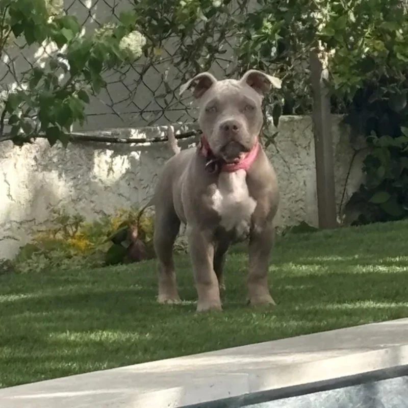 D.H.A Kennel Nala - American Bully